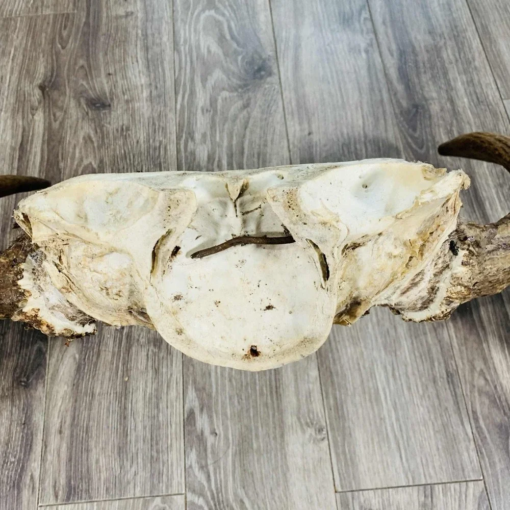 Naturally Shed Wild Moose Antler (Horn, Knife, Carving, Chew, Taxidermy) Full - Picture 13 of 15